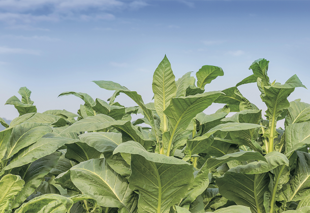 烟草智能分级与工艺优化 烟草智能分级与工艺优化