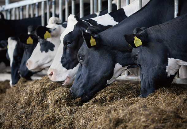 饲料行业解决方案 饲料行业解决方案